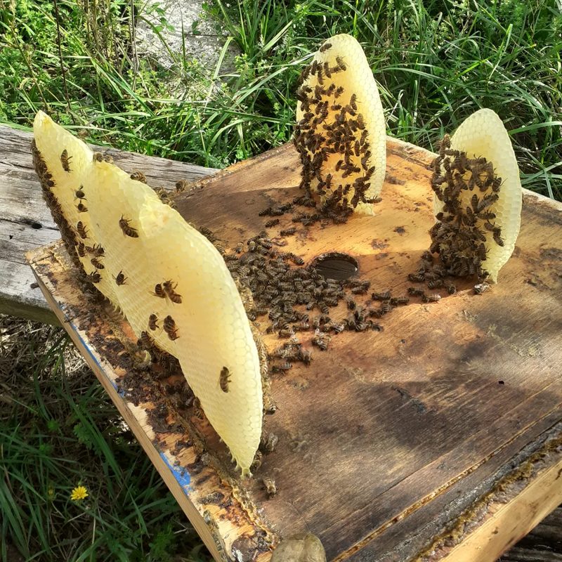 Tre favi di cera chiara in piedi sul coperchio di un'arnia, coperti di api