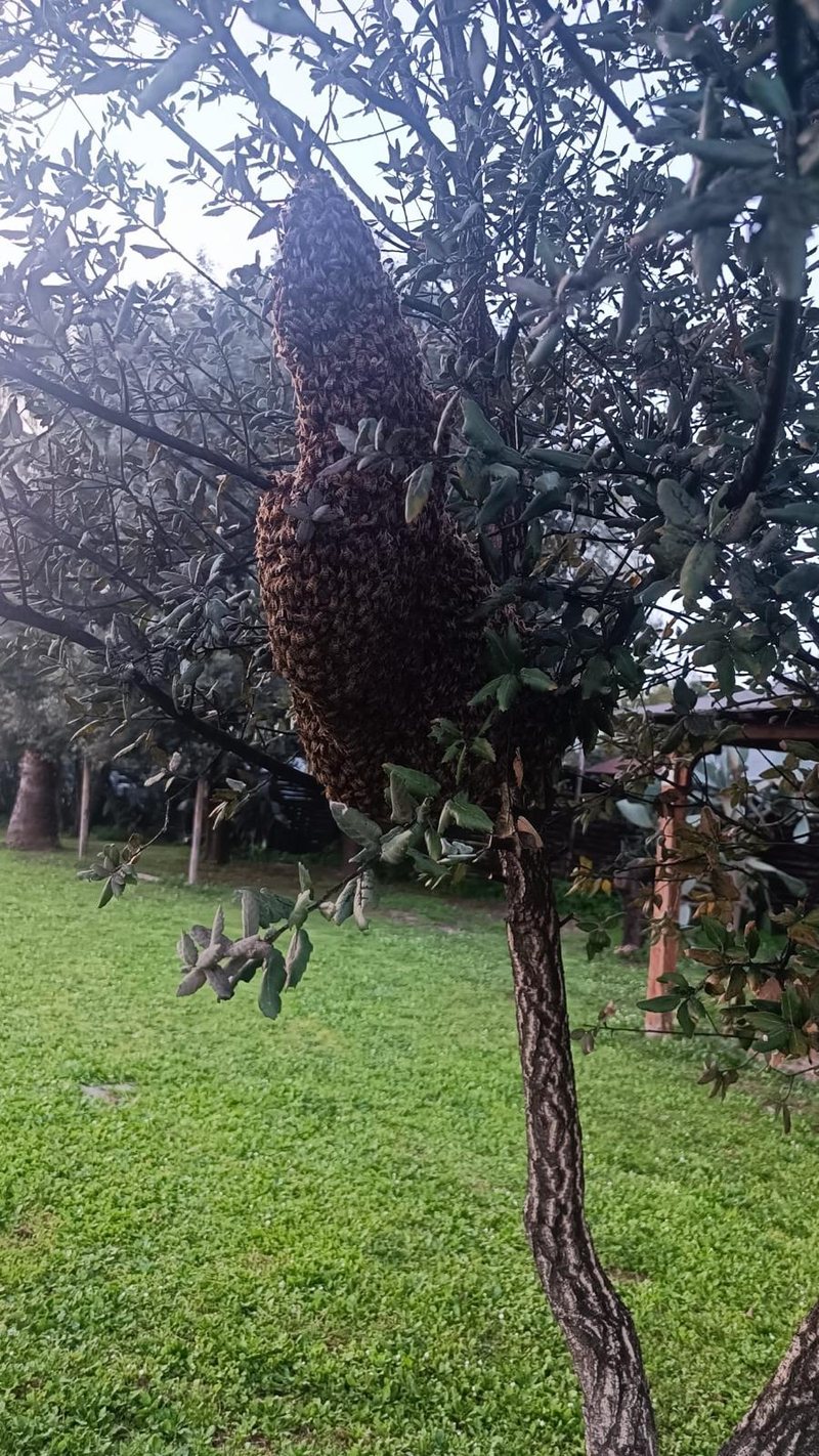 Uno sciame d'api appeso al ramo di un ulivo